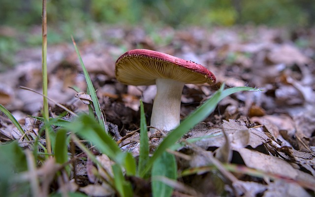 Free Mushroom Russula photo and picture