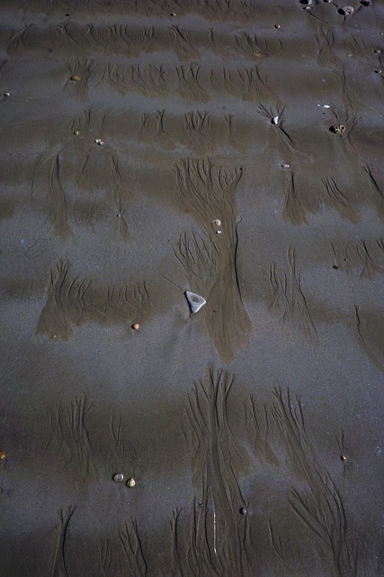 Free Sand Sea photo and picture