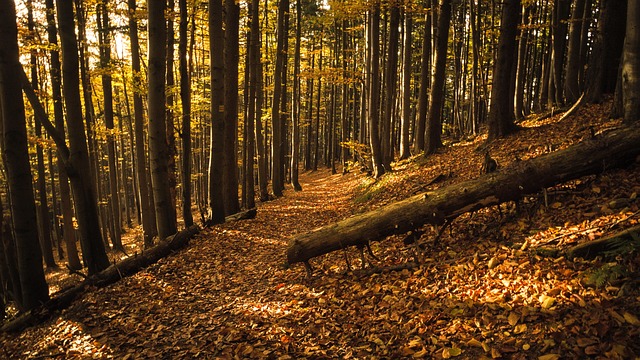 Free Forest Trees photo and picture