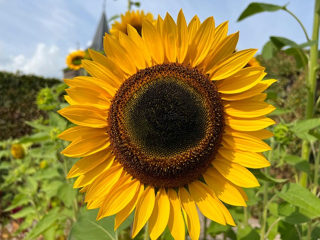 Solsikke, Blomst, Sommer, Natur