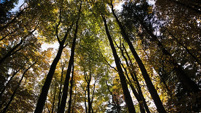 Free Autumn Trees photo and picture