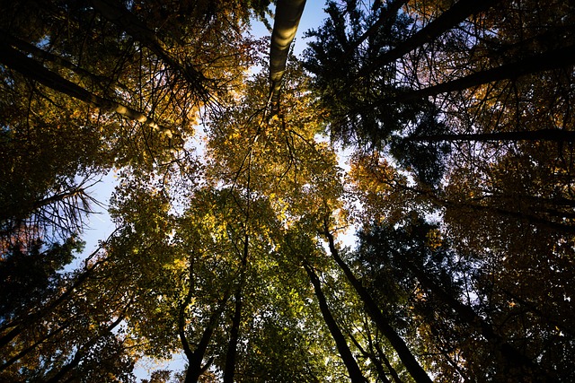 Free Autumn Nature photo and picture
