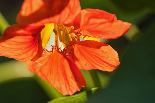 Květ, Okvětní Lístky, Bloom, Oranžový