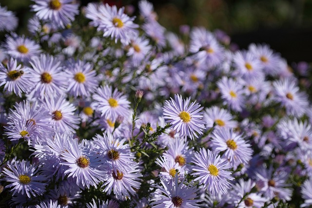 Download free HD stock image of Flower Mountain Aster Free Flower Mountain Aster photo and picture