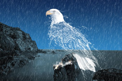 Free Watersplash Bird photo and picture