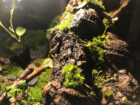Free Macro Shot Moss photo and picture