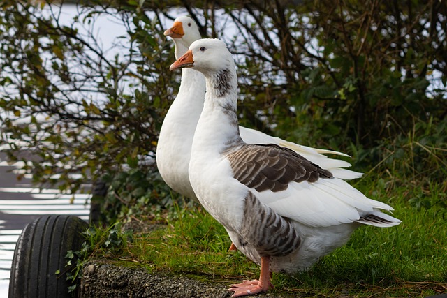 Geese Birds Animals - Free photo on Pixabay - Pixabay