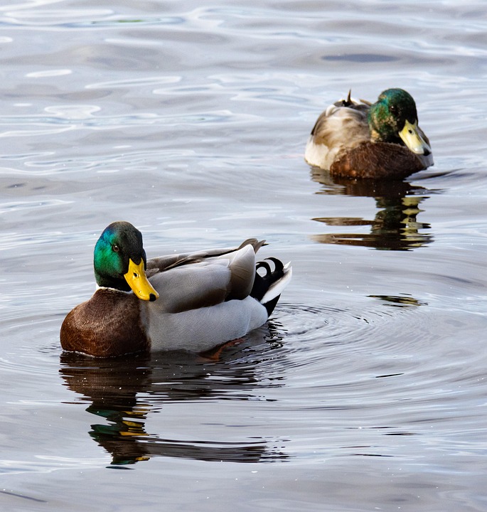 Ducks Mallards Birds - Free photo on Pixabay - Pixabay
