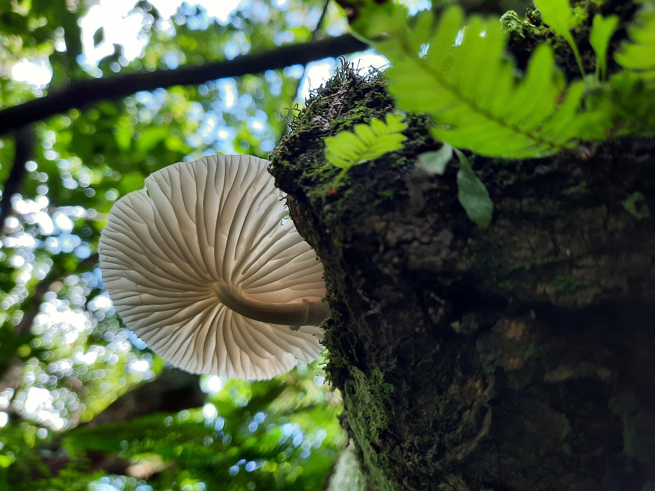 Texture Champignon Champignon Texture La Nature - Photo gratuite sur Pixabay - Pixabay