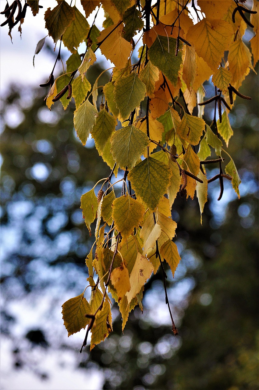 树叶 枝杈 桦木 - Pixabay上的免费照片 - Pixabay