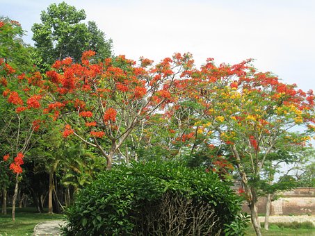 Poinciana, Floare De Phoenix, Vară