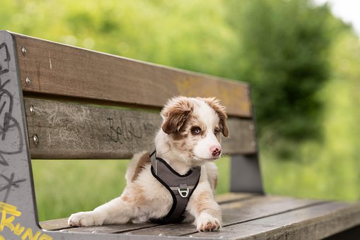 Free Australian Shepherd Dog photo and picture