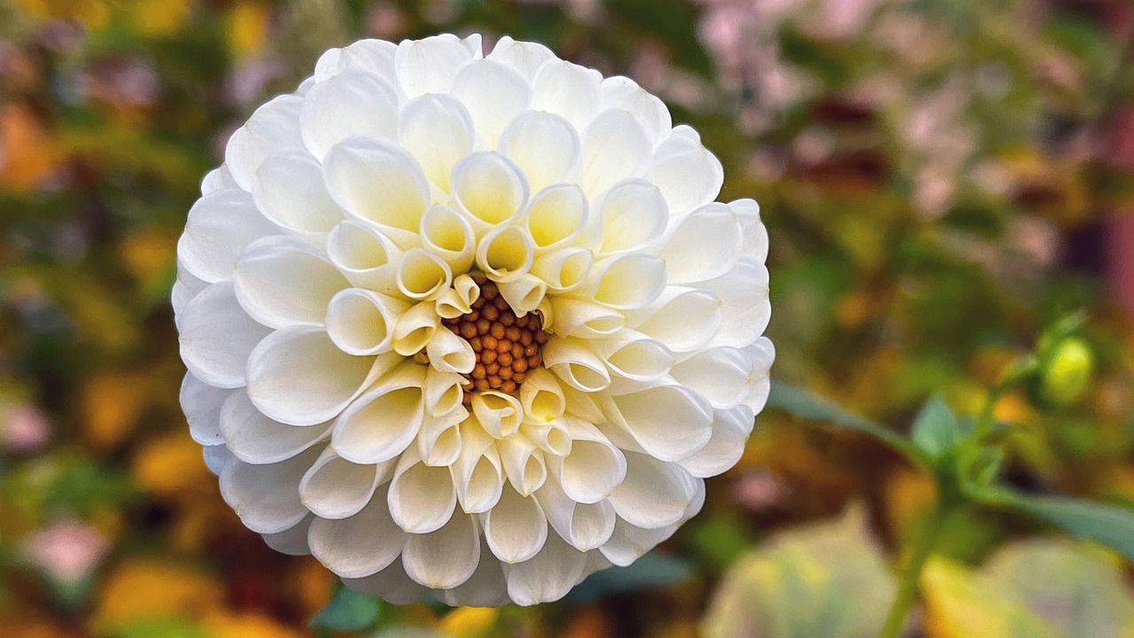 4 Images 1 Mot Fleur Blanche