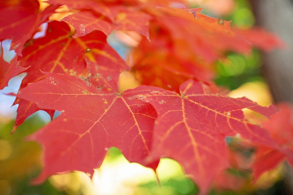Autumn Leaves Foliage - Free photo on Pixabay