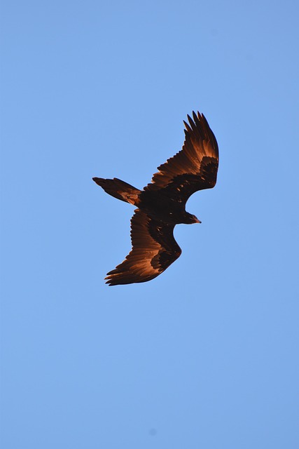 Free Wedge Tailed Eagle Eagle photo and picture