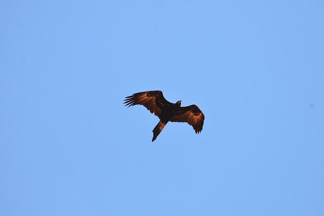 Free Wedge Tailed Eagle Eagle photo and picture