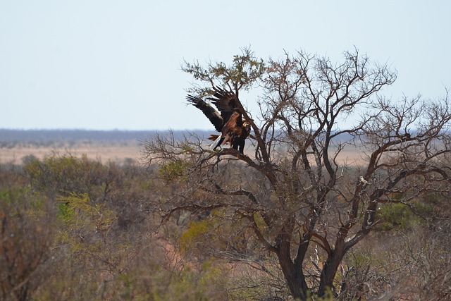 Free Eagles Wedge Tailed Eagles photo and picture