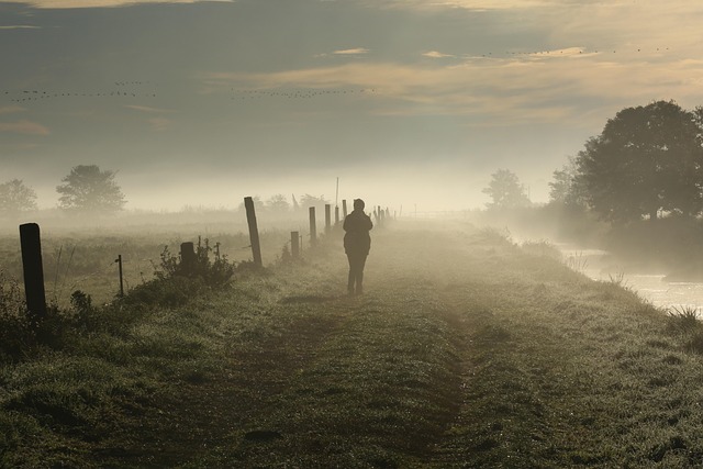 Free Fog Morning Mood photo and picture