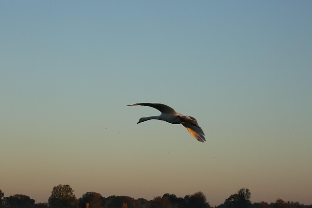 Free Water Bird Bird photo and picture
