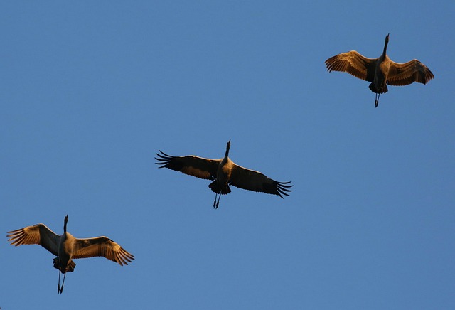 Free Cranes Migratory Birds photo and picture