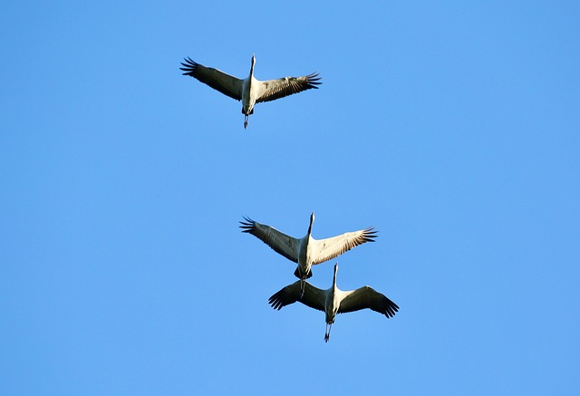 Free Cranes Birds photo and picture