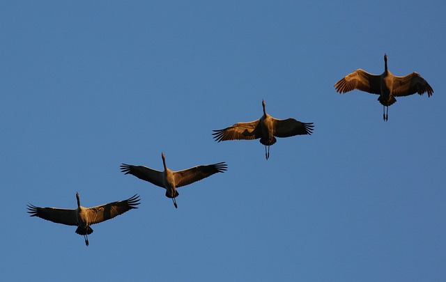 Free Cranes Migratory Birds photo and picture