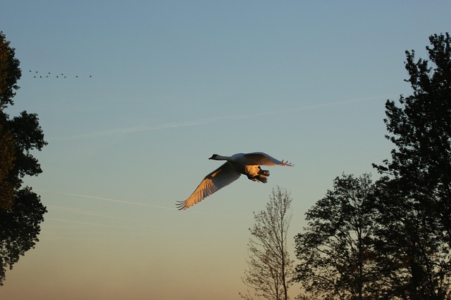 Free Animal Bird photo and picture
