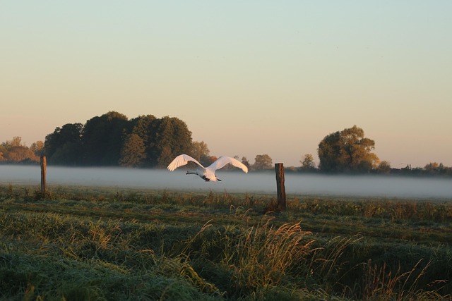 Free Swan Animal photo and picture