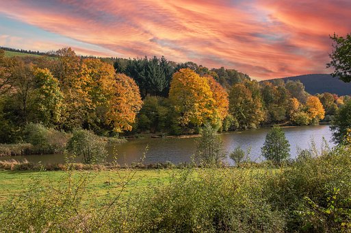 Free Fall Forest photo and picture