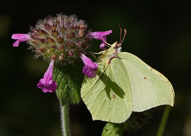 Sommerfugl, Insekt, Blomst, Blomstre
