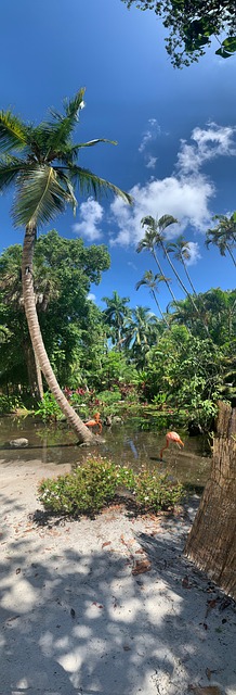 Free Tropical Beach photo and picture