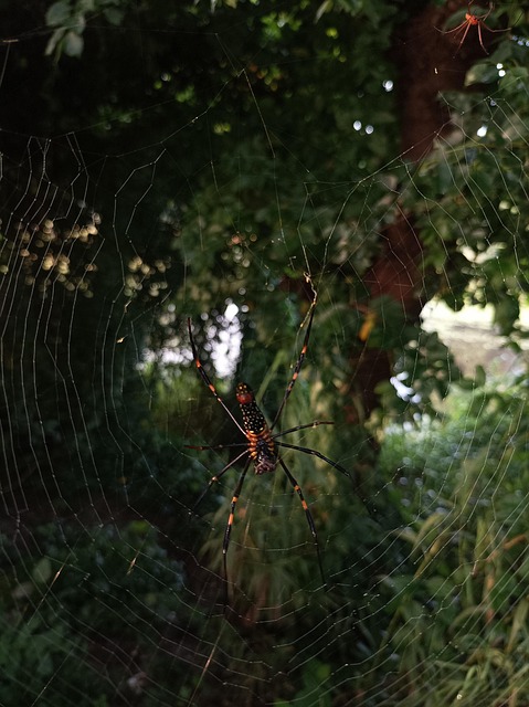 Free Nephila Pilipes Spider photo and picture