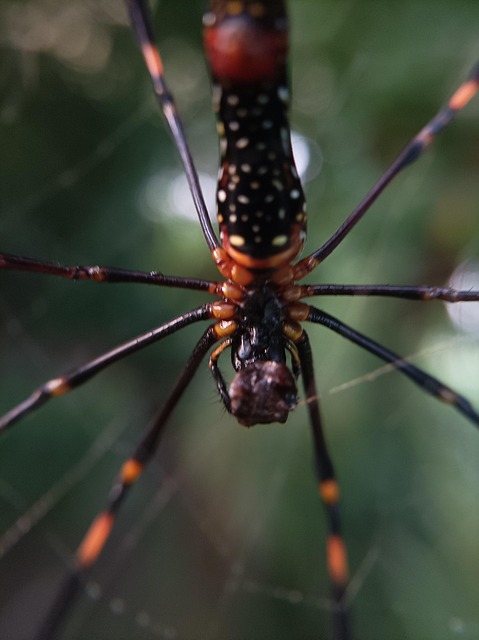 Free Nephila Pilipes Microshot photo and picture