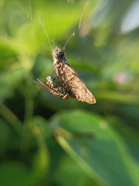 Free Flesh Fly Feeding photo and picture