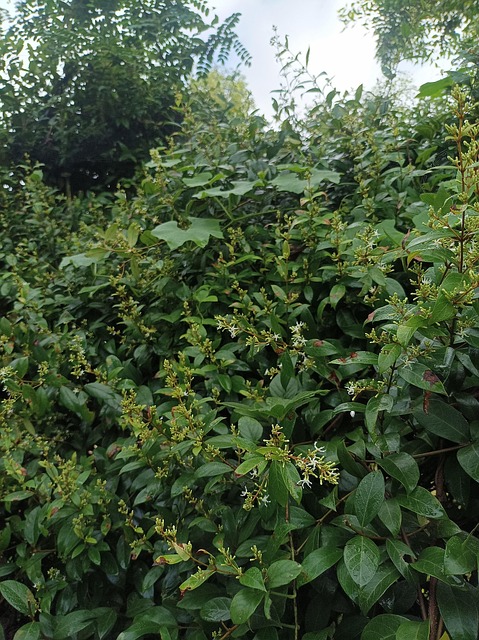 Free Ichnocarpus Frutescens Nature photo and picture