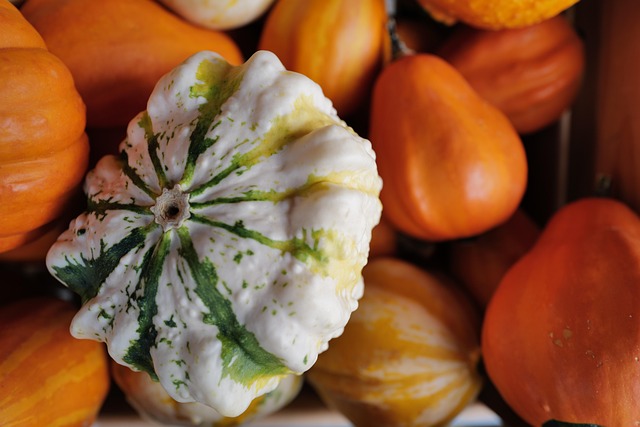 Free Gourd Autumn Colors photo and picture