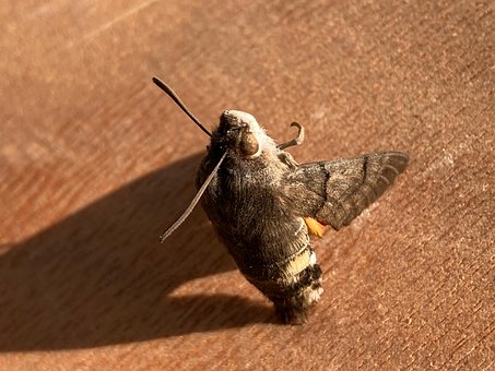 Free Dead Moth photo and picture