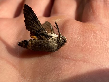 Free Insects Butterfly photo and picture