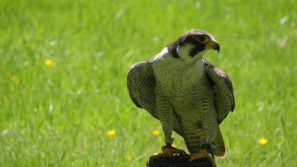 Slechtvalk, Vogel, Dier