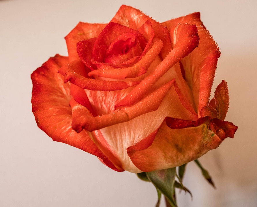 Rose Nature Fleurs Photo gratuite sur
