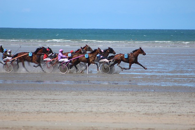 Chevaux Competition Sport - Photo gratuite sur Pixabay - Pixabay