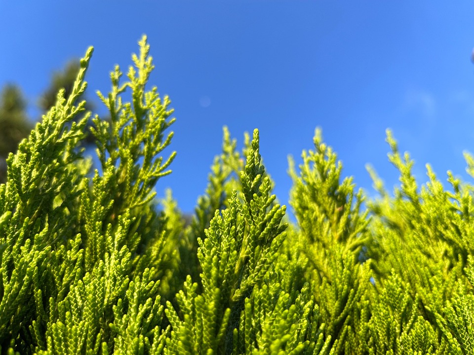 松树叶 植物 绿色 - Pixabay上的免费照片 - Pixabay