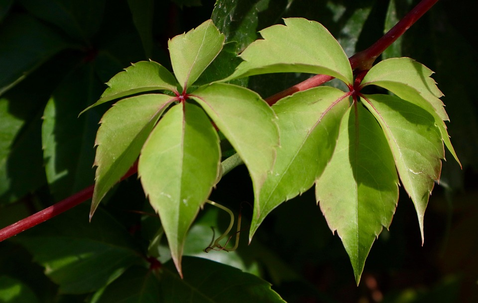 Décoration Avec Des Feuilles D'arbre