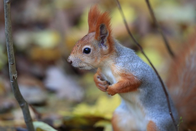 Free Squirrel Animal photo and picture