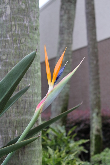 Flor, Único, Naranja, Puntiagudo, Bonita
