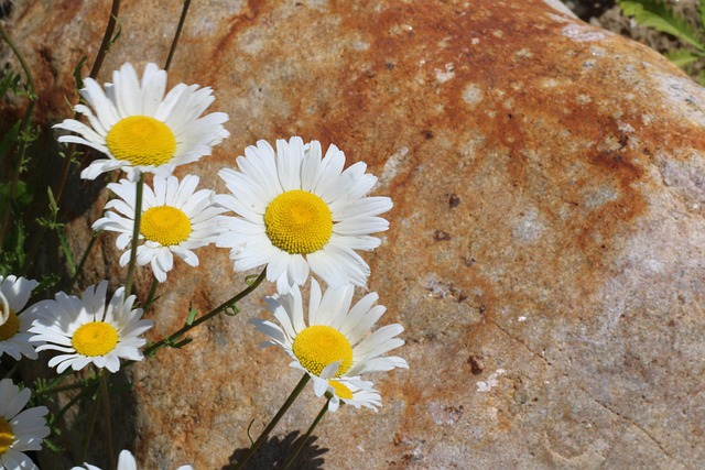 Flor, Margarita, Amarillo, Blanco, Rock
