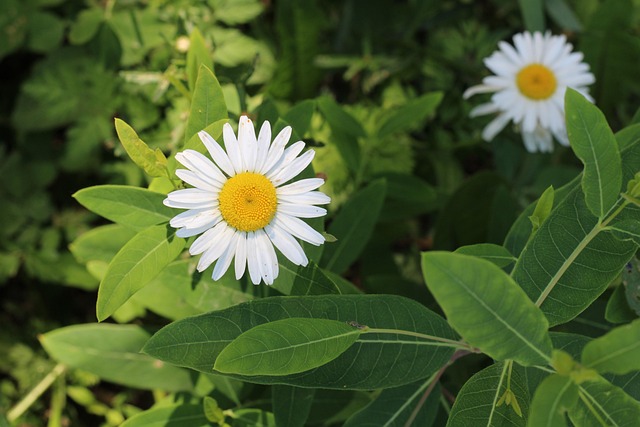 Flor, Margarita, Blanco, Amarillo, Verde