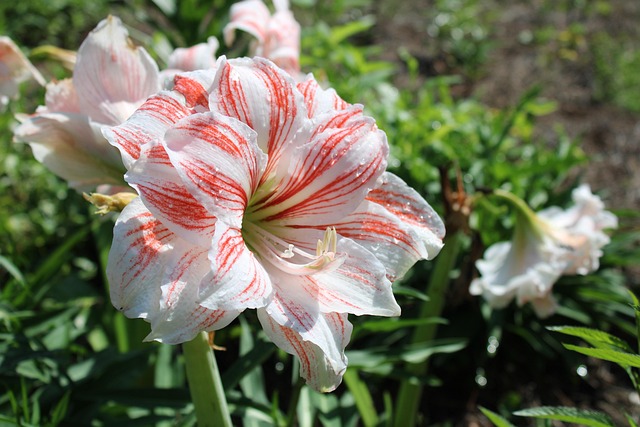 Flor, Pétalo, Sale De, Jardín