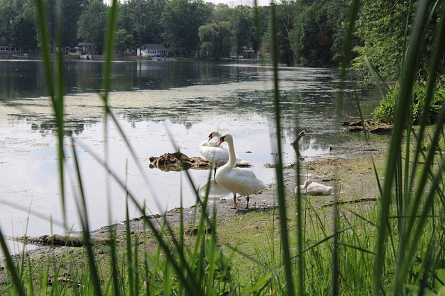 Primavera, El Verano, Calma, Cisne