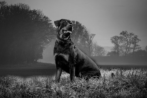 Oscuro, Perro, Mascota, Cachorro, Noche